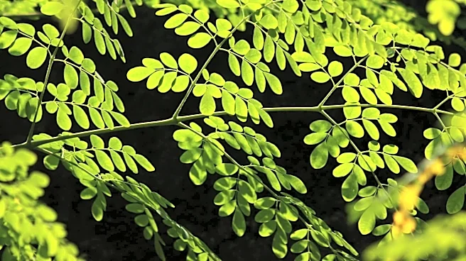 African herbs that can improve your wellbeing
