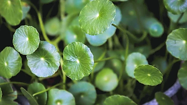 Gotu kola: A crunchy snack for better concentration