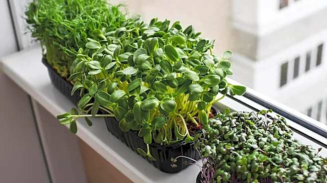 How to grow microgreens on a windowsill