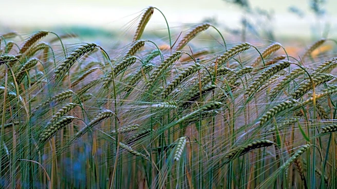 Comparing barley and buckwheat: Which is healthier?