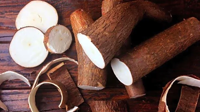 Manioc: A root vegetable you should try