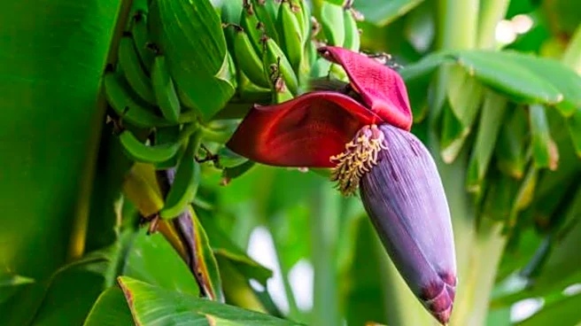 How to cook with banana blossom