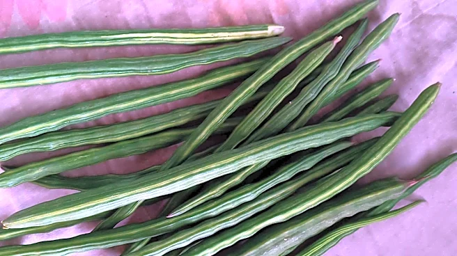 Cooking with drumstick pods made simple