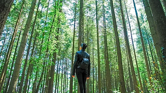 The surprising power of forest bathing