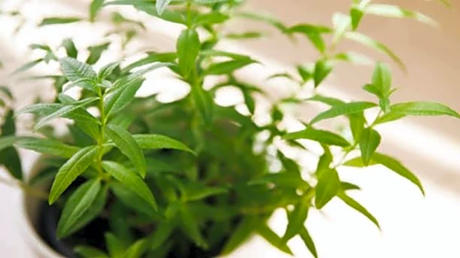Lemon verbena: What makes this plant so special