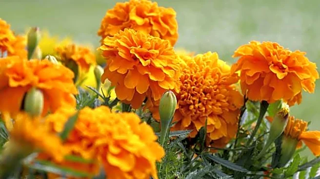 Why beauty enthusiasts are talking about marigold