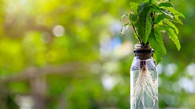How to grow basil in plastic bottles