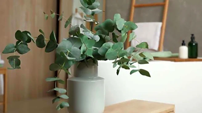 How to grow eucalyptus indoors