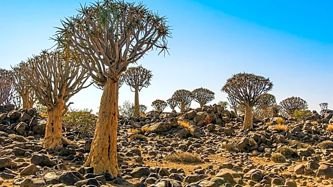 Namibia's Quiver Tree Forest: A hiker's paradise