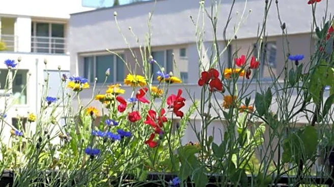 How to grow sweet peas in your balcony