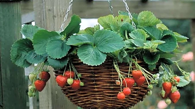 How to grow strawberries in hanging baskets
