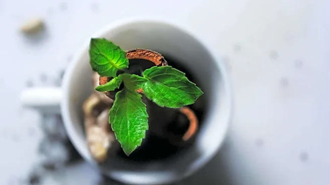 Herbal teas that keep your stomach light