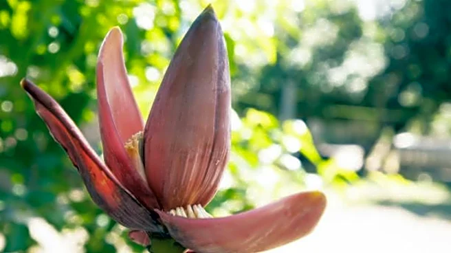 5 delicious recipes using banana blossoms