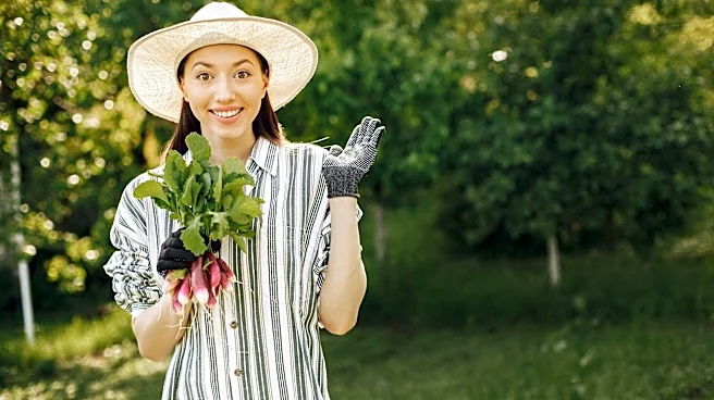 Grow fresh watermelon radishes in your garden