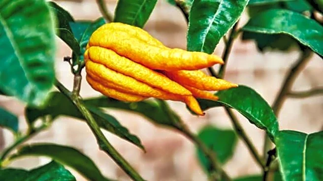 Buddha's hand: A fascinating fruit you need to try