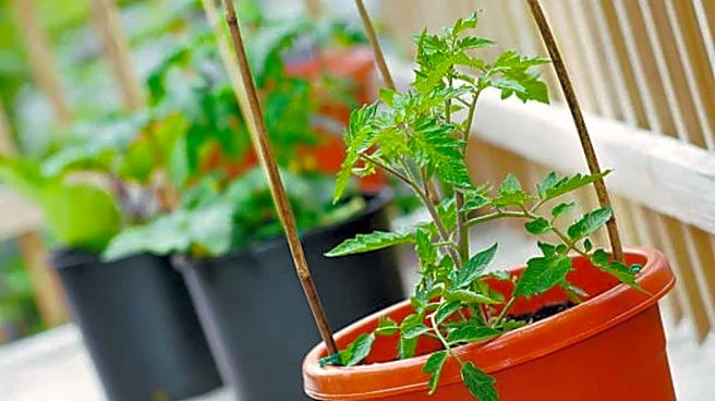 Container gardening: 5 tips for healthy plants