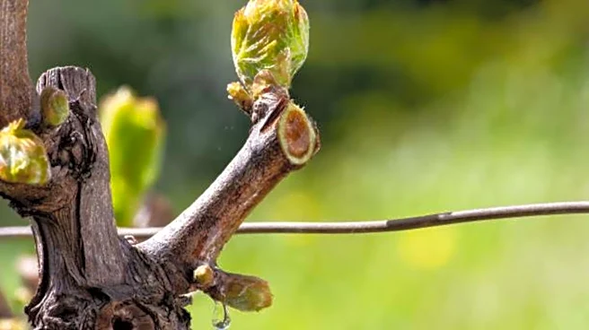 Why you should know about grapevine sap