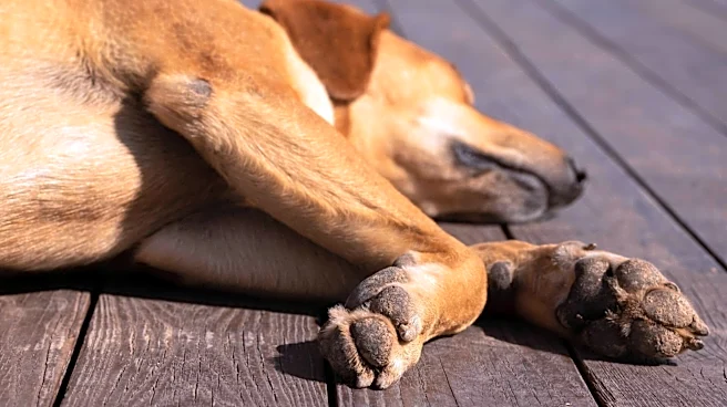 Keep your dog's paws healthy with these herbal soaks