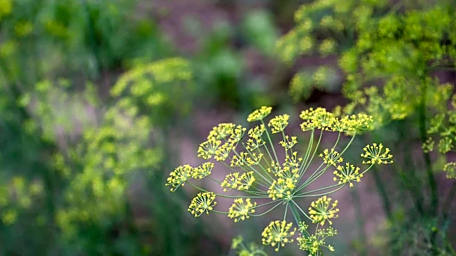 A beginner's guide to growing dill indoors