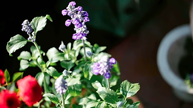 Grow lavender successfully in your apartment