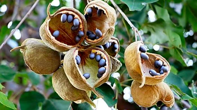 How to make jewelry from baobab pods