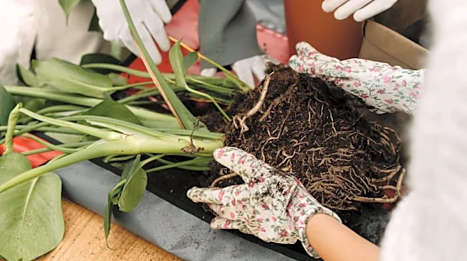 Help your plants thrive with proper repotting