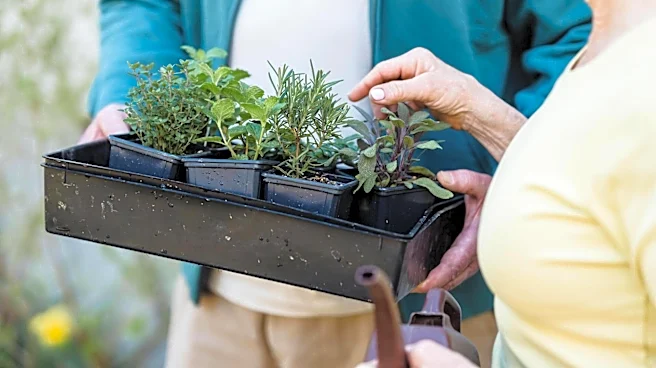 A beginner's guide to growing thyme in containers