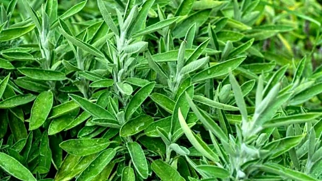 Bad headache? Try a sage leaf compress