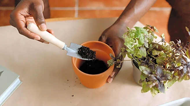 The easy guide to growing herbs at home