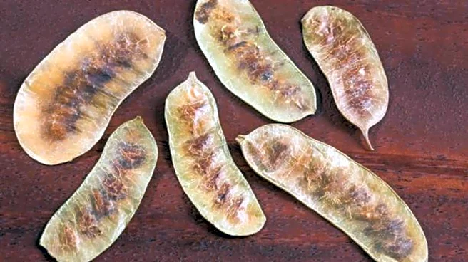 Why you should know about senna pods