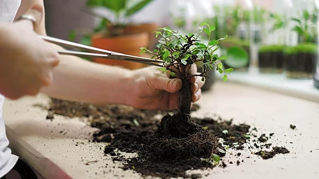 How to prune your bonsai tree