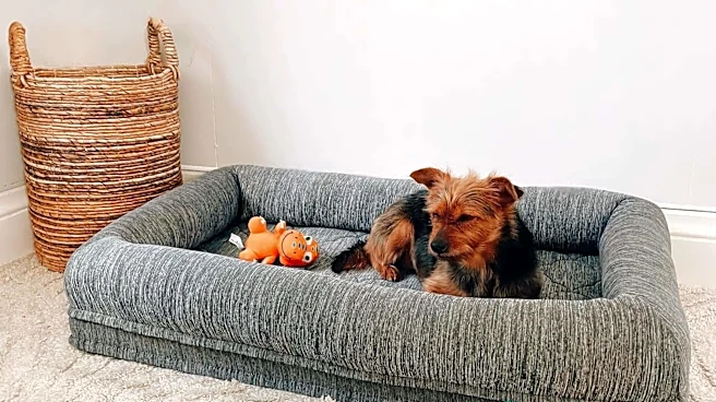 How to keep your dog's bed smelling fresh