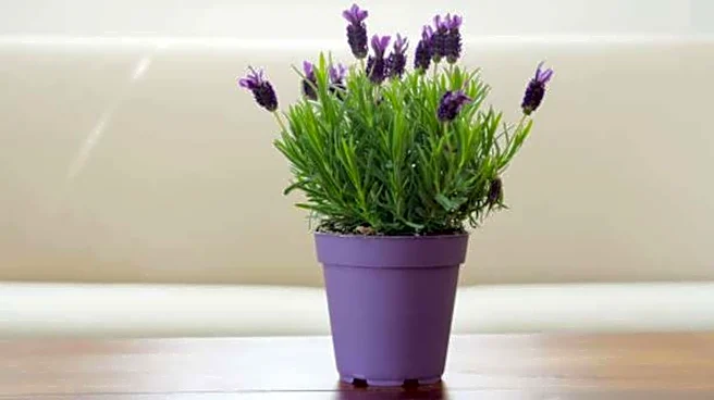 How to care for your lavender plant