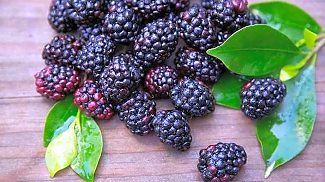 5 health benefits of black raspberries