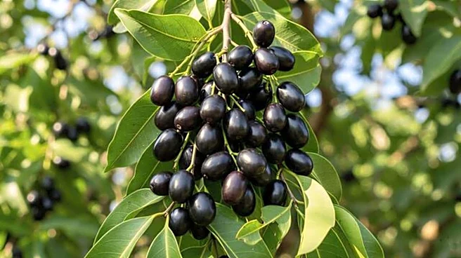 Amazing health benefits of Java plum