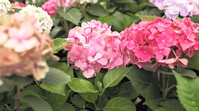 How to keep your hydrangeas blooming
