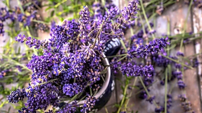 How to successfully grow lavender from seeds