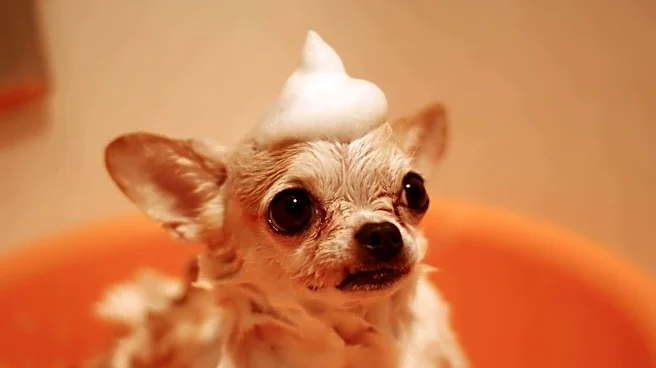 Dog shampoo alternatives: 5 household items that work