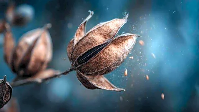 5 ways to craft with seed pods