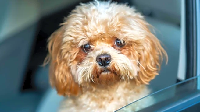 5 ways to keep your car free of dog hair