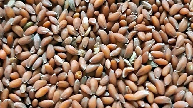 Garden cress: The tiny superfood worth trying