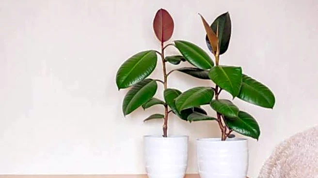 How to grow a rubber plant indoors