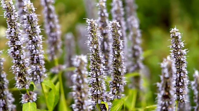 How to keep your indoor agastache healthy