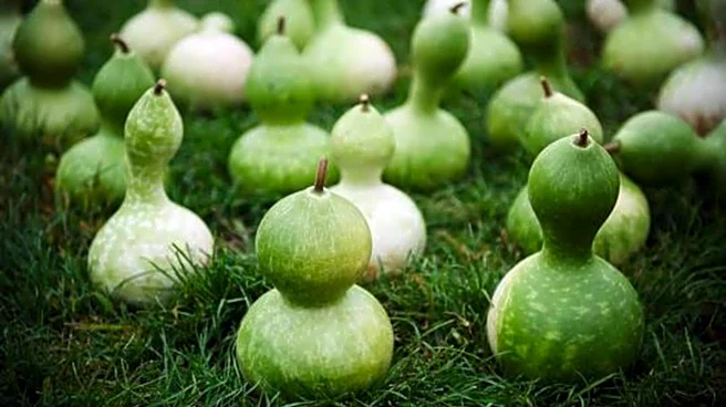 Calabash oil: An underrated beauty ingredient