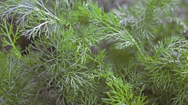 How to grow fennel indoors
