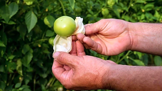 How to grow tomatillos in hanging baskets