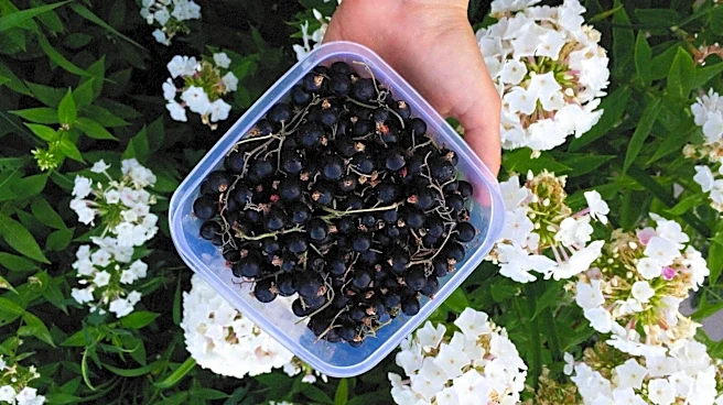 The easy way to grow blackcurrants in pots