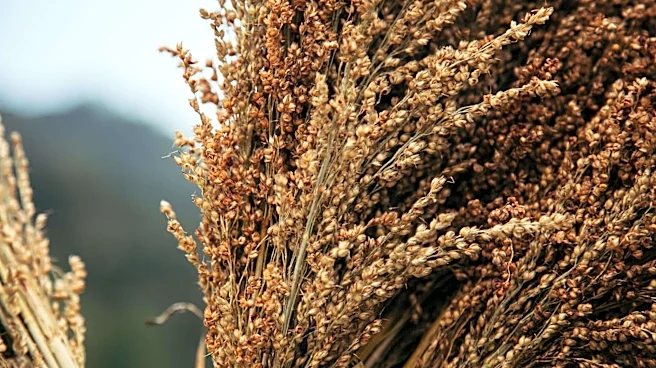 Healthy ancient grains to add to your diet