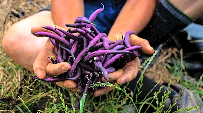 The easy way to grow bush beans at home