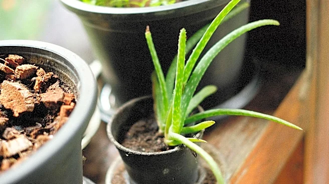 Love aloe vera? Here's how to grow it